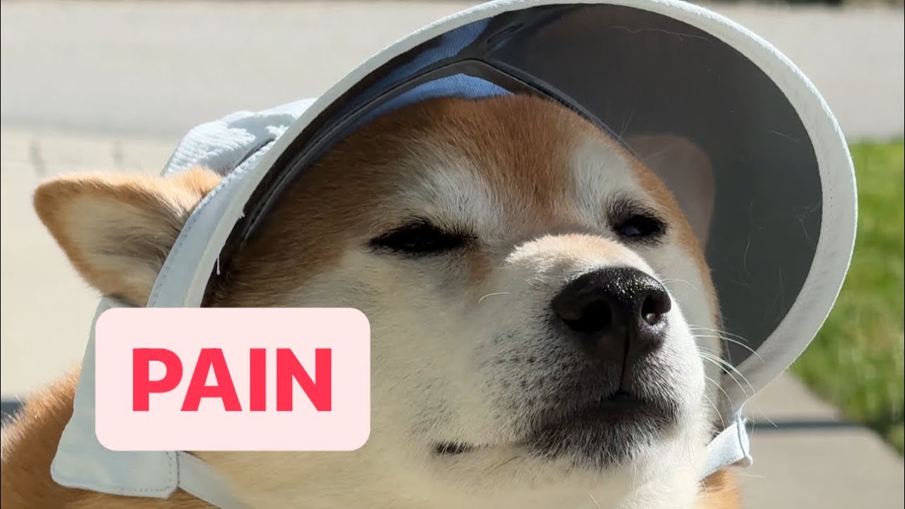 Grumpy Shiba Forced to Walk With Cute Hat