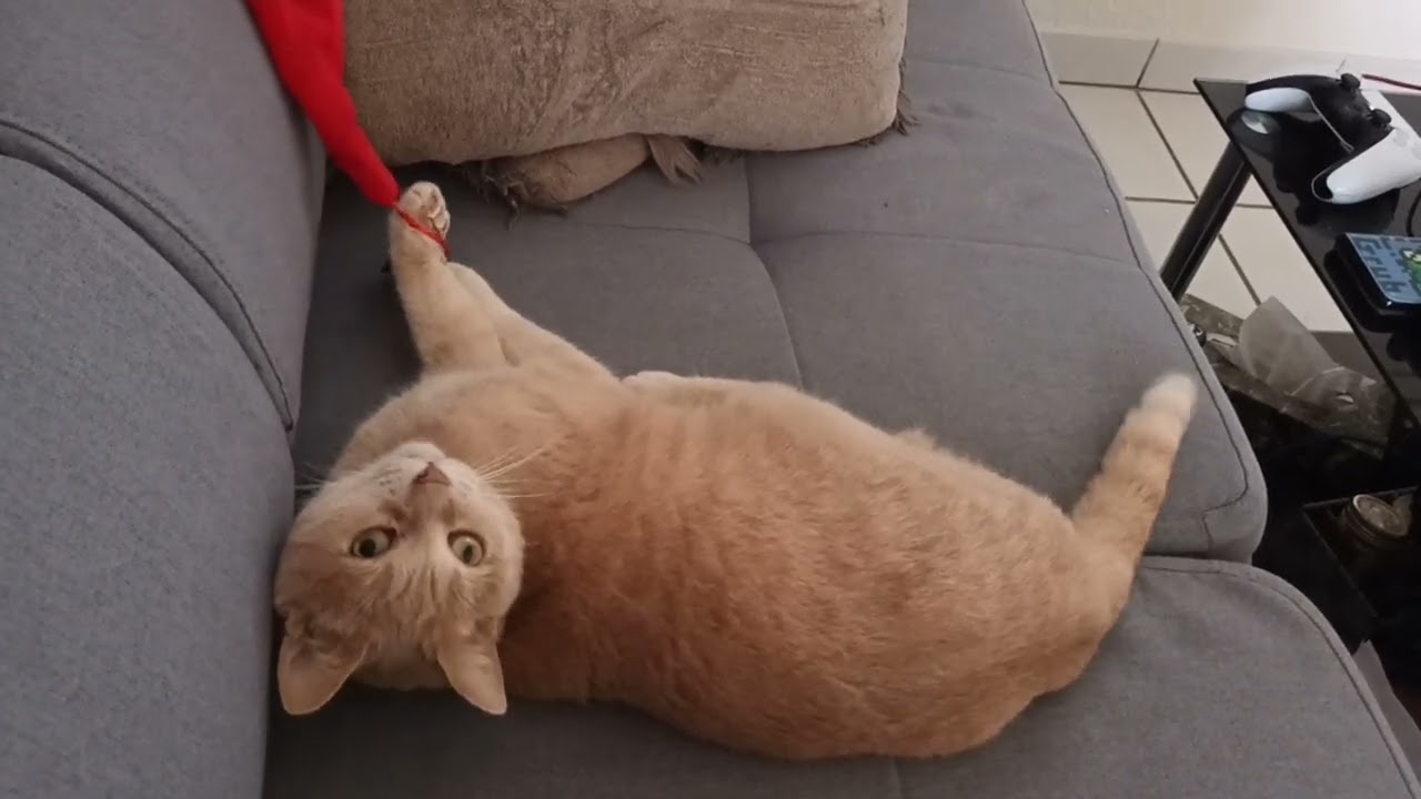 🐱Tiens, c'est marrant ça ! 🎅