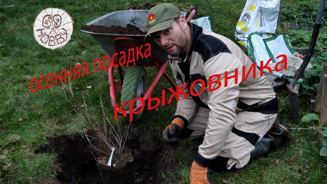 Как сажать (пересаживать) Крыжовник! Преимущества осенней посадки!