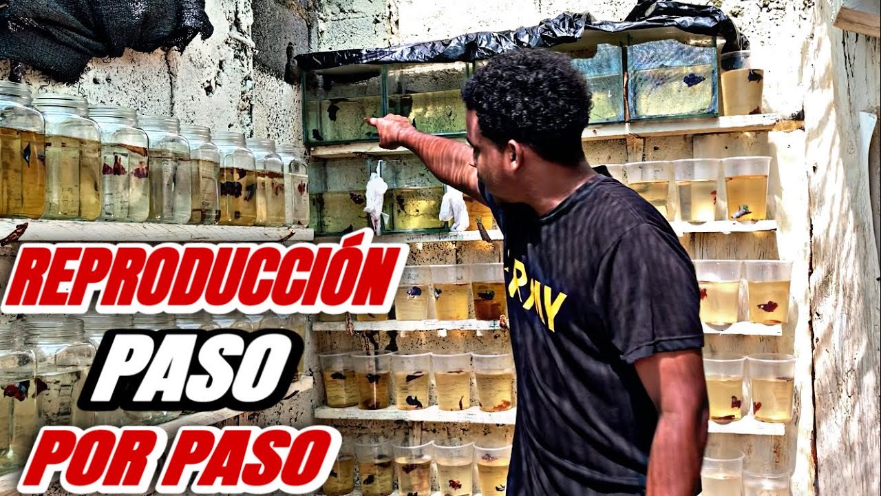 Reproducción de Betta PASO A PASO: Todo lo que necesitas saber para sacar muchas crías