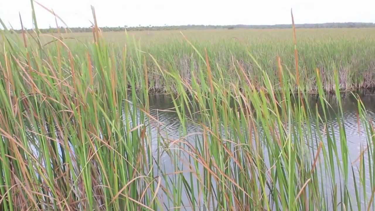 Skunk Ape Research Headquarters - Hunting Down The Everglades Creature