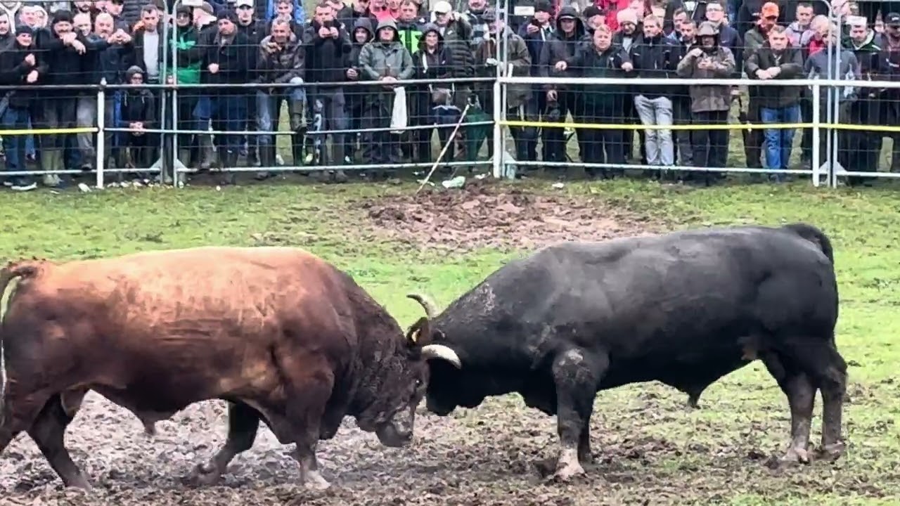 Svemirac vl. Kokan vs Kukan vl. Koalicija Vojnic 