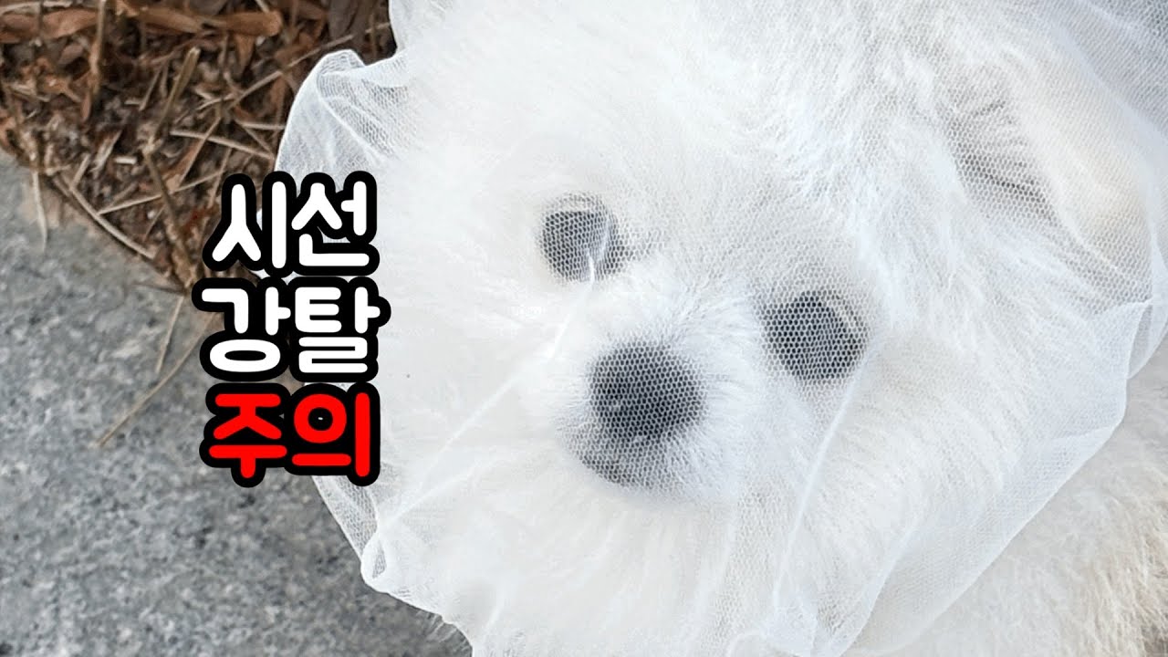면사포가 이렇게 잘 어울릴 줄이야 🤍