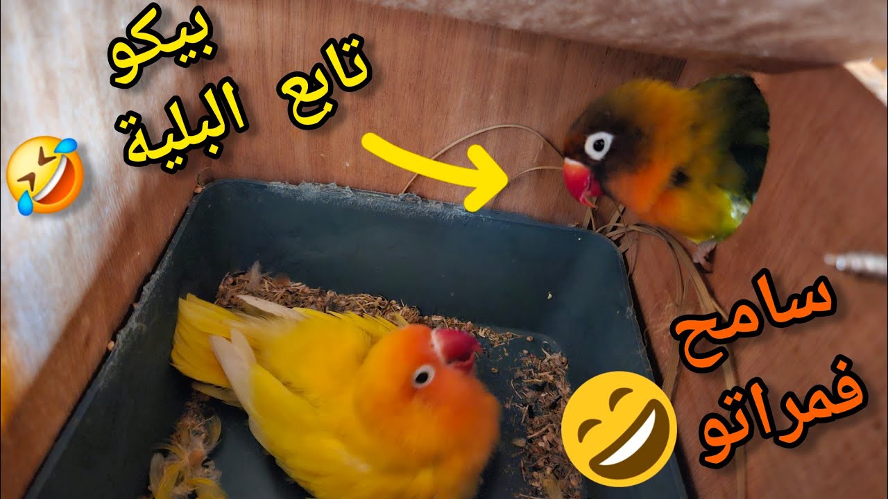 بيكو سمح فمراتو🤣🤦‍♂️و تابع البلية الله يسمح ليه🔥🤣🤣