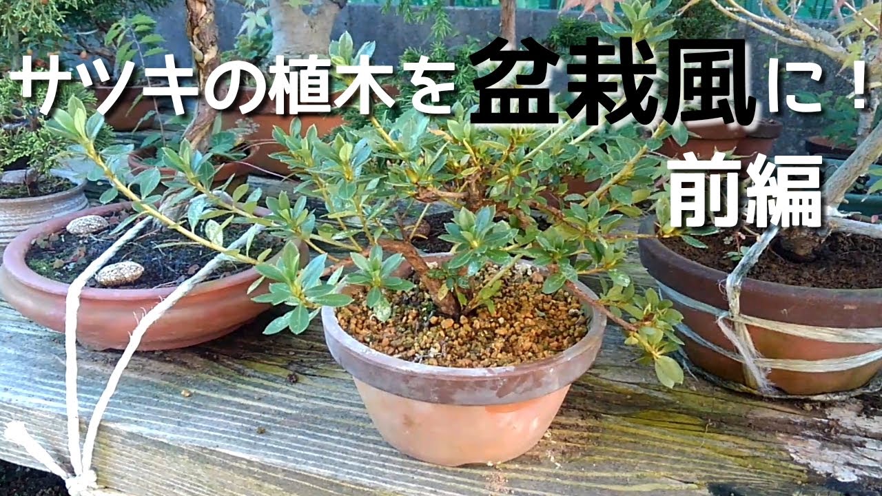 サツキの植木を盆栽風に！　前編