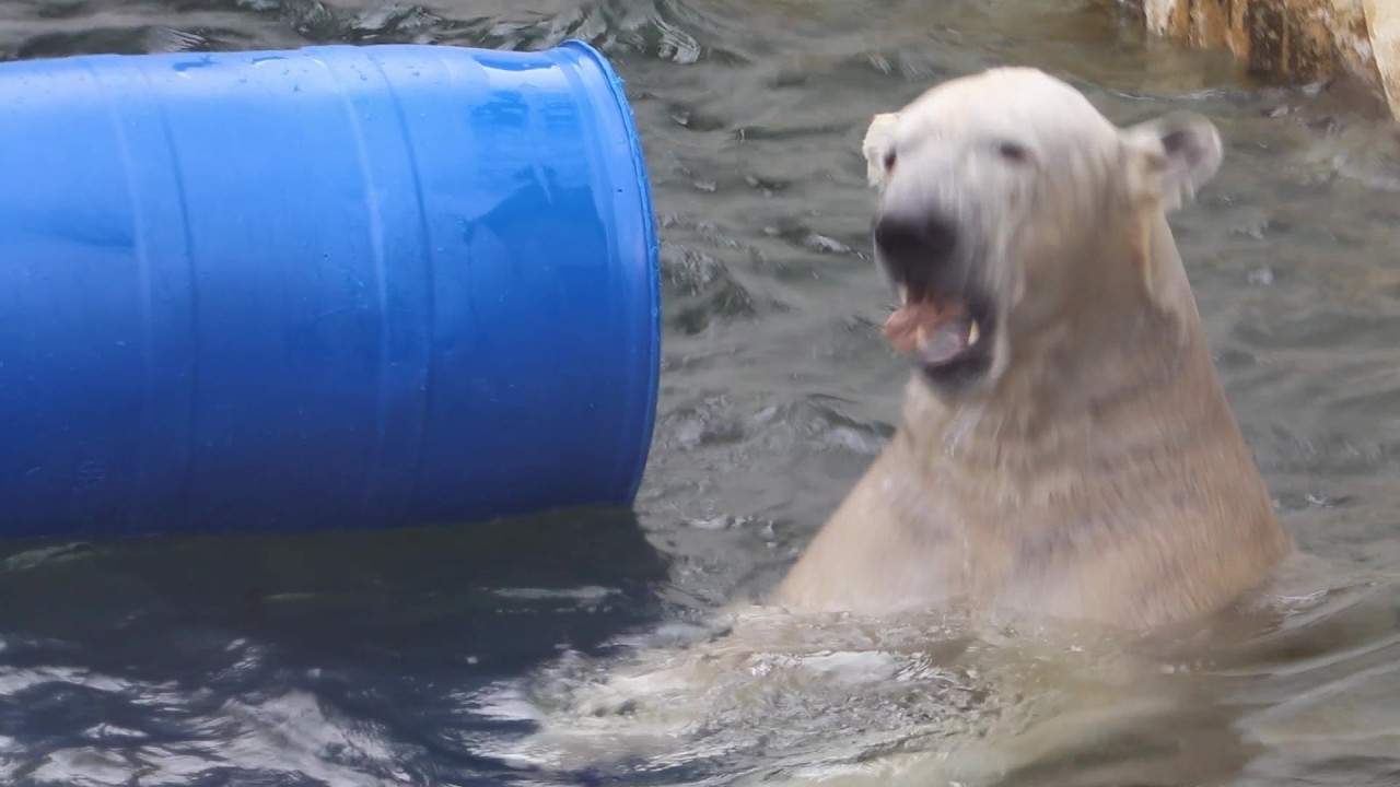 遊びに夢中でちびドラちゃんの中のおにくに気づかないフブくん♪　　　　　　＃ホッキョクグマ＃東山動植物園＃フブキ