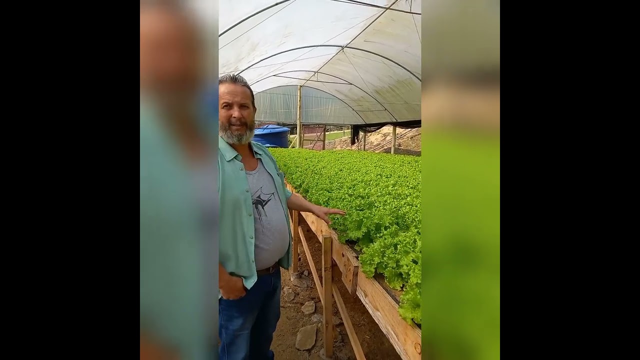 Como estão a produção de alface na bancada de areia