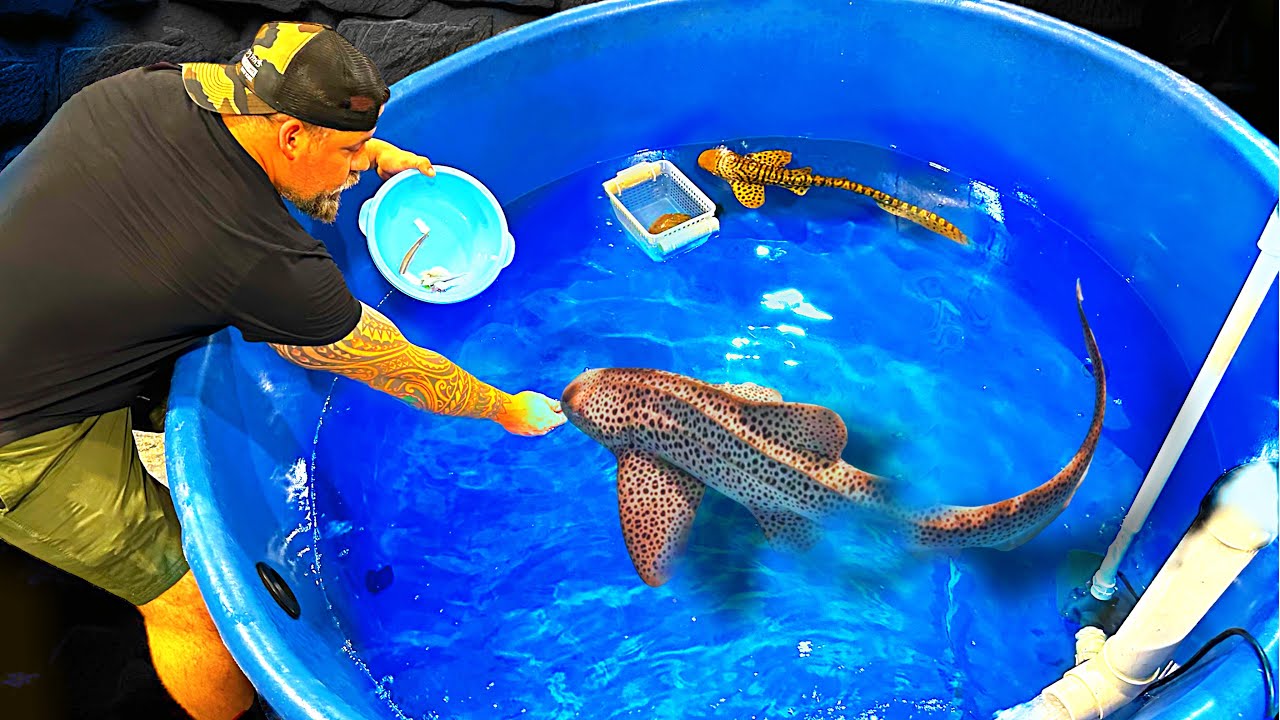 TWO SHARKS & KILLER OCTOPUS -Hand feeding our new pets