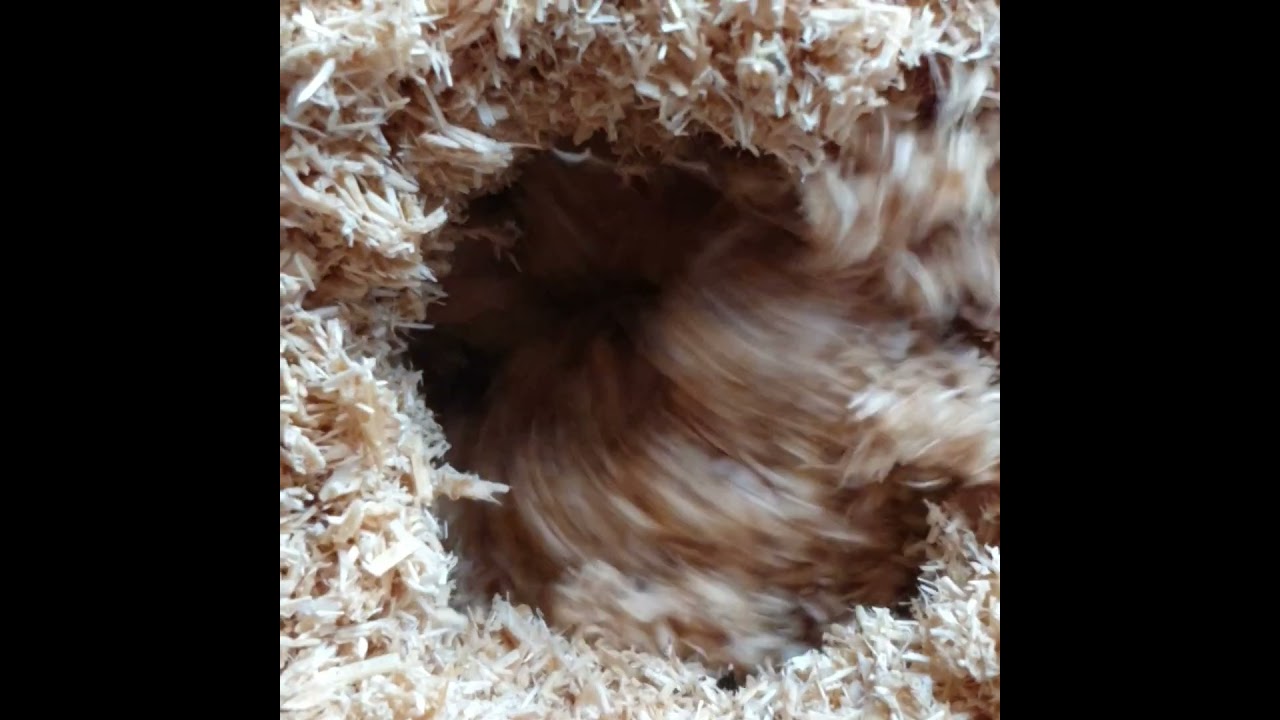 #whirling #machine #sound #asmr #ASMR #spinning #rhythm #percussion #blender #mycelium #clapping