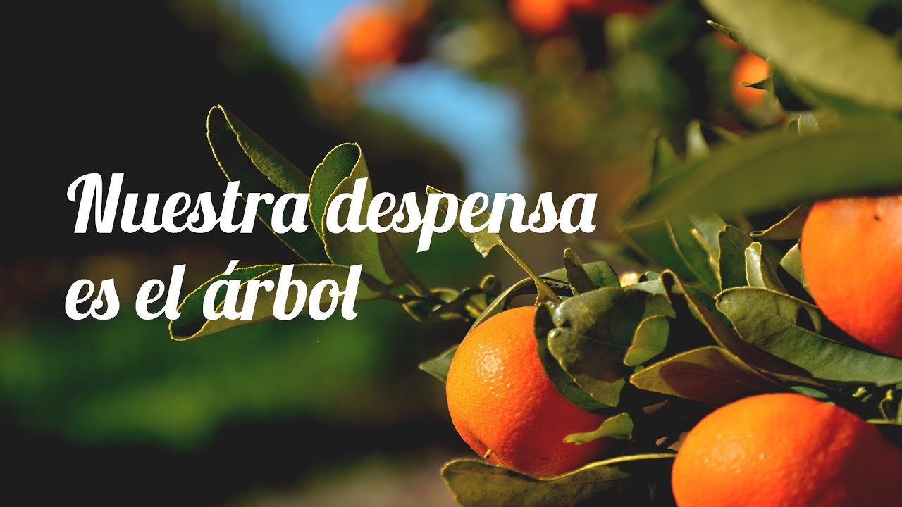 Naranjas Miguelito - Nuestra despensa es el árbol