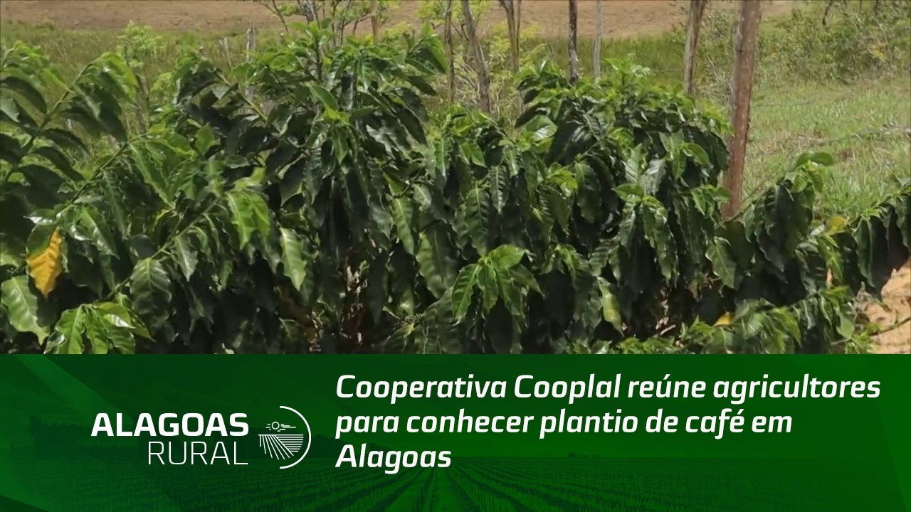 Cooperativa Cooplal reúne agricultores para conhecer plantio de café em Alagoas