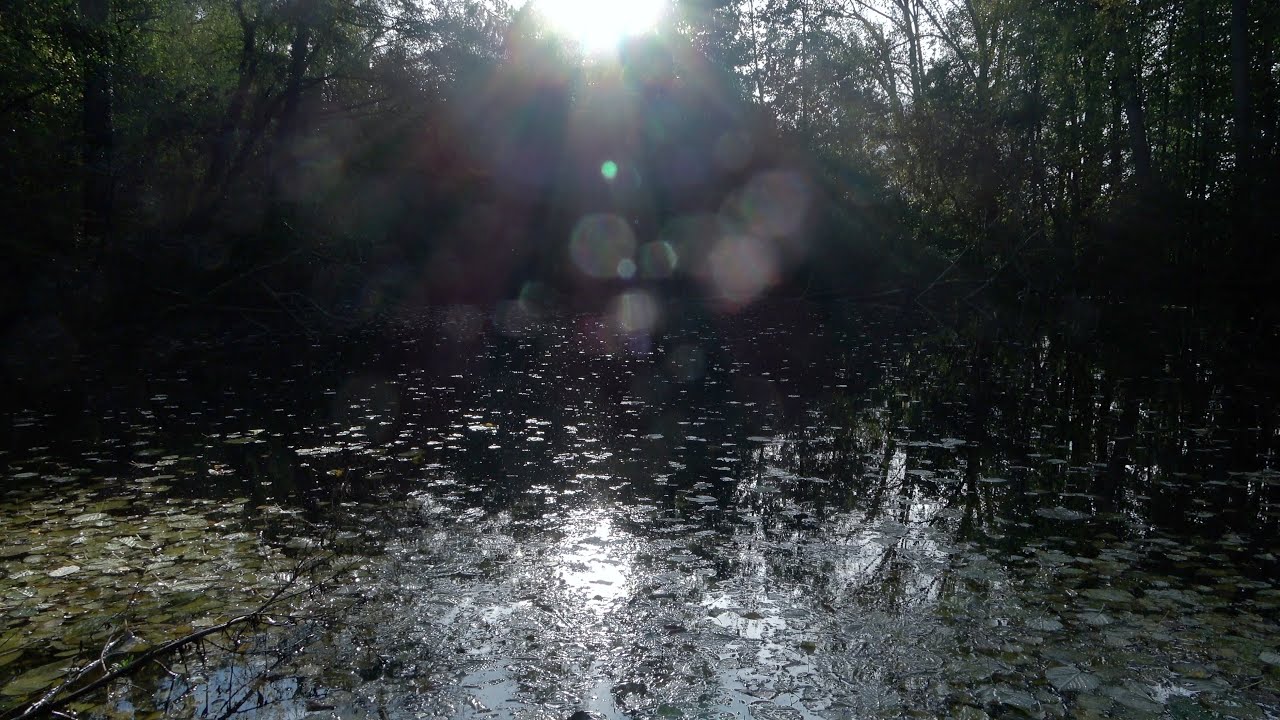 Amsterdamse Bos 211025