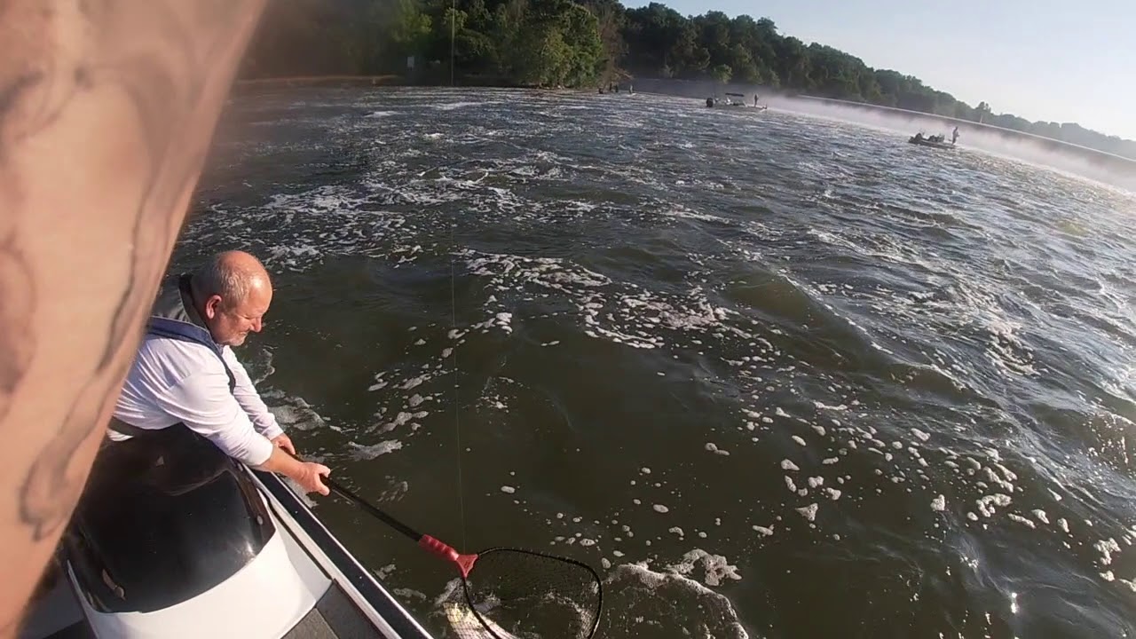 Tennessee John Sevier striped bass fishing