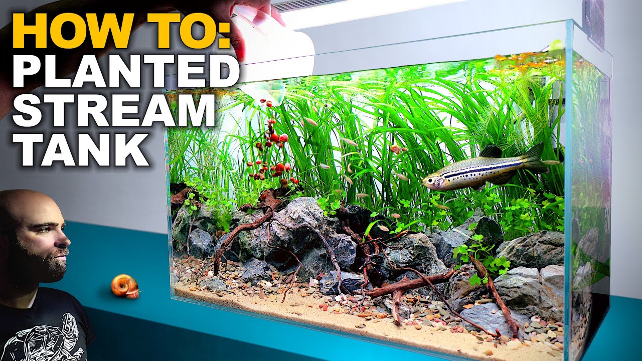 The Dwarf Danio Stream: 2ft Aquarium Tutorial