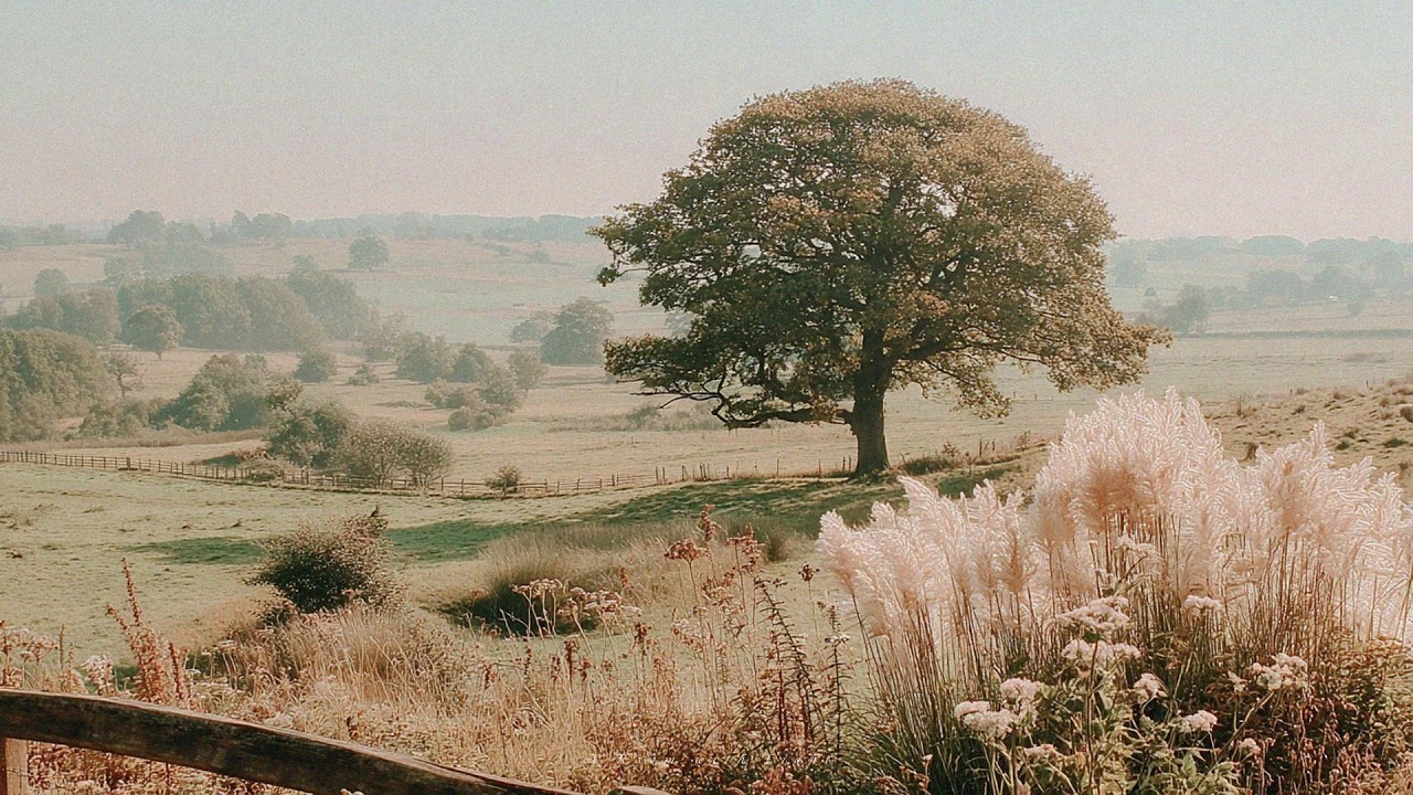 a comfortable playlist for reading in summer