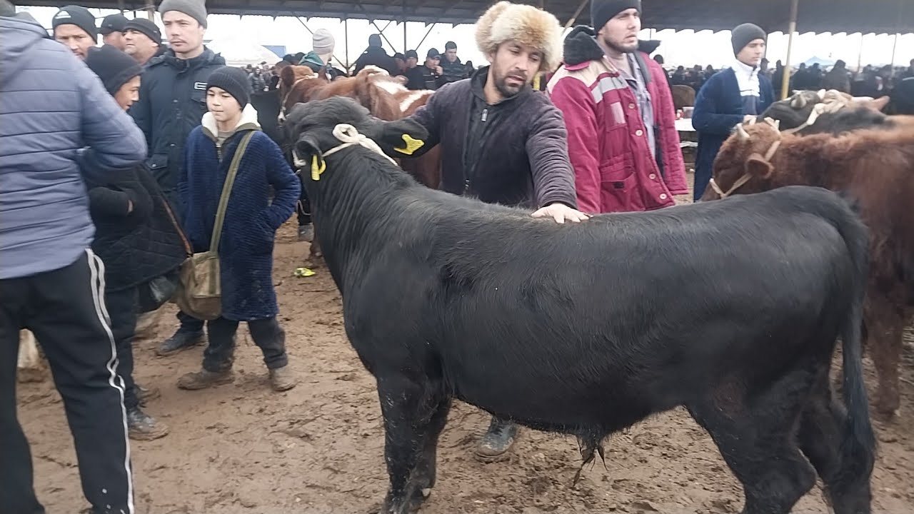 18.01.2026 BOQMA NOVVOSCHALARNI ZURLARI CHIQDI QARSHI KARVON MOL BOZORIGA 