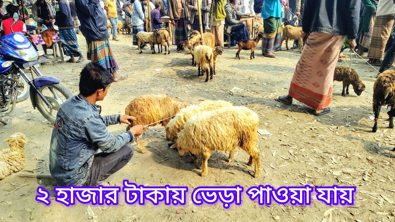 ২ হাজার টাকায় ভেড়া পাওয়া যায় 