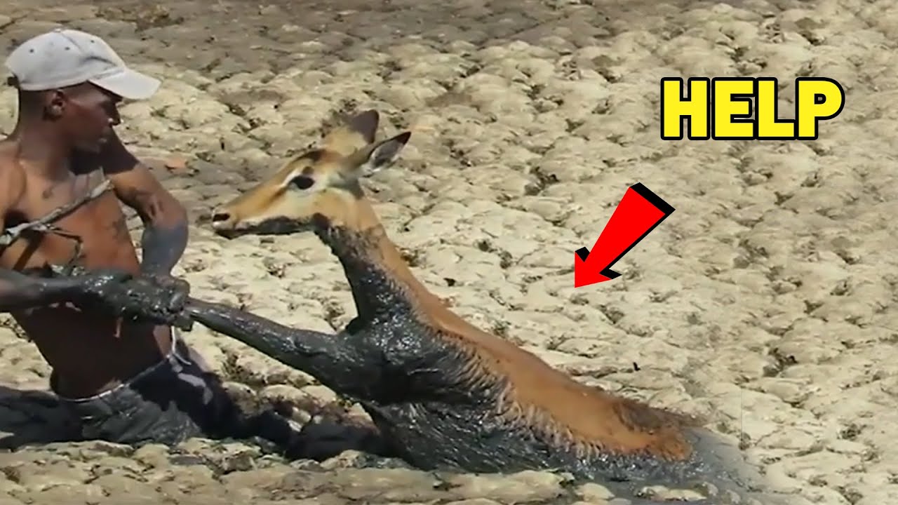 Faith In Humanity Restored - Good People - humans saving animals- part#9