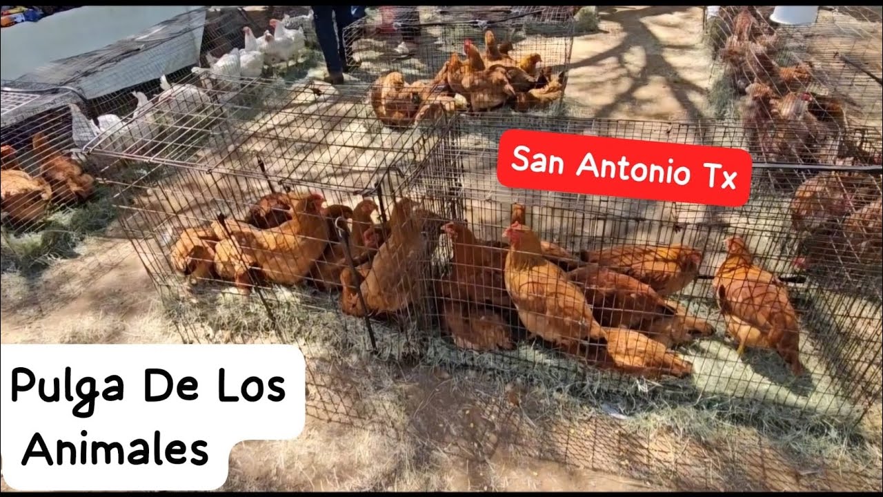 Pulga La Esperanza En San Antonio Tx ( La Esperanza Flea Market)