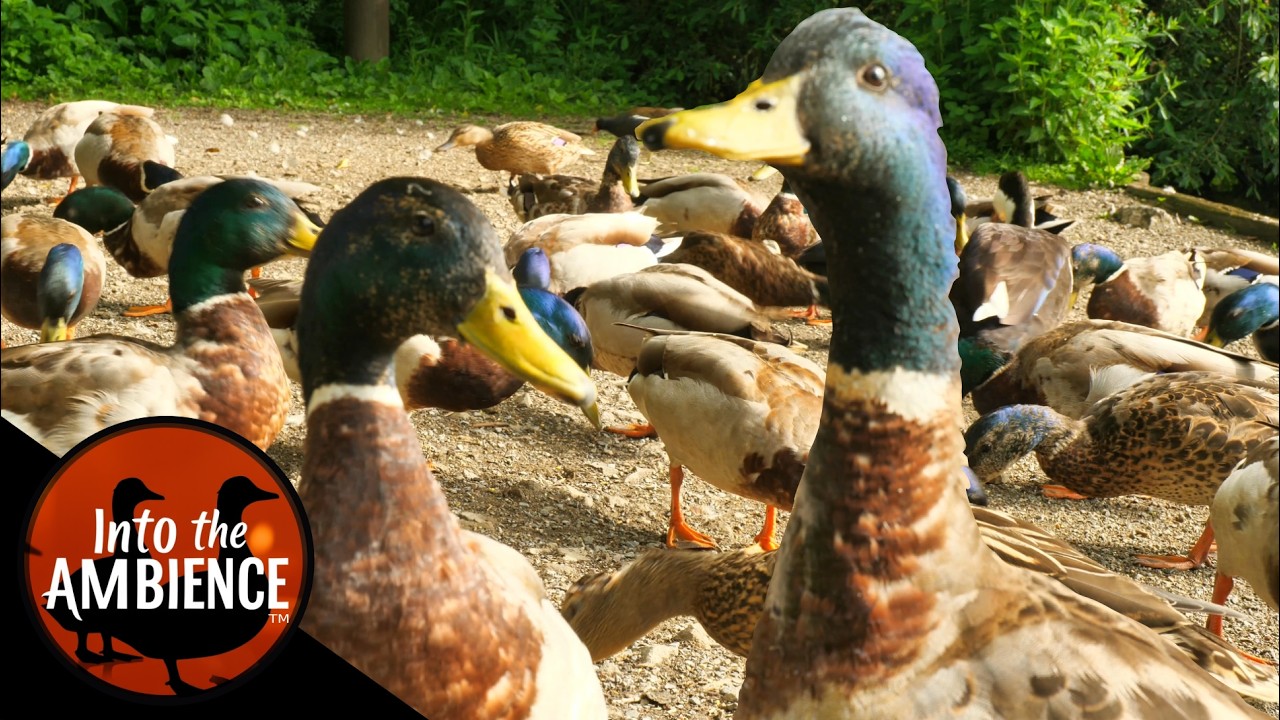 Duck Feeding Frenzy - Feeding Ducks Geese Swans Signets - Nature Relaxation Video