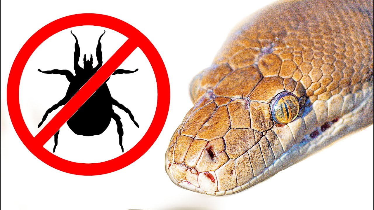 Get Rid of Reptile Mites FAST!