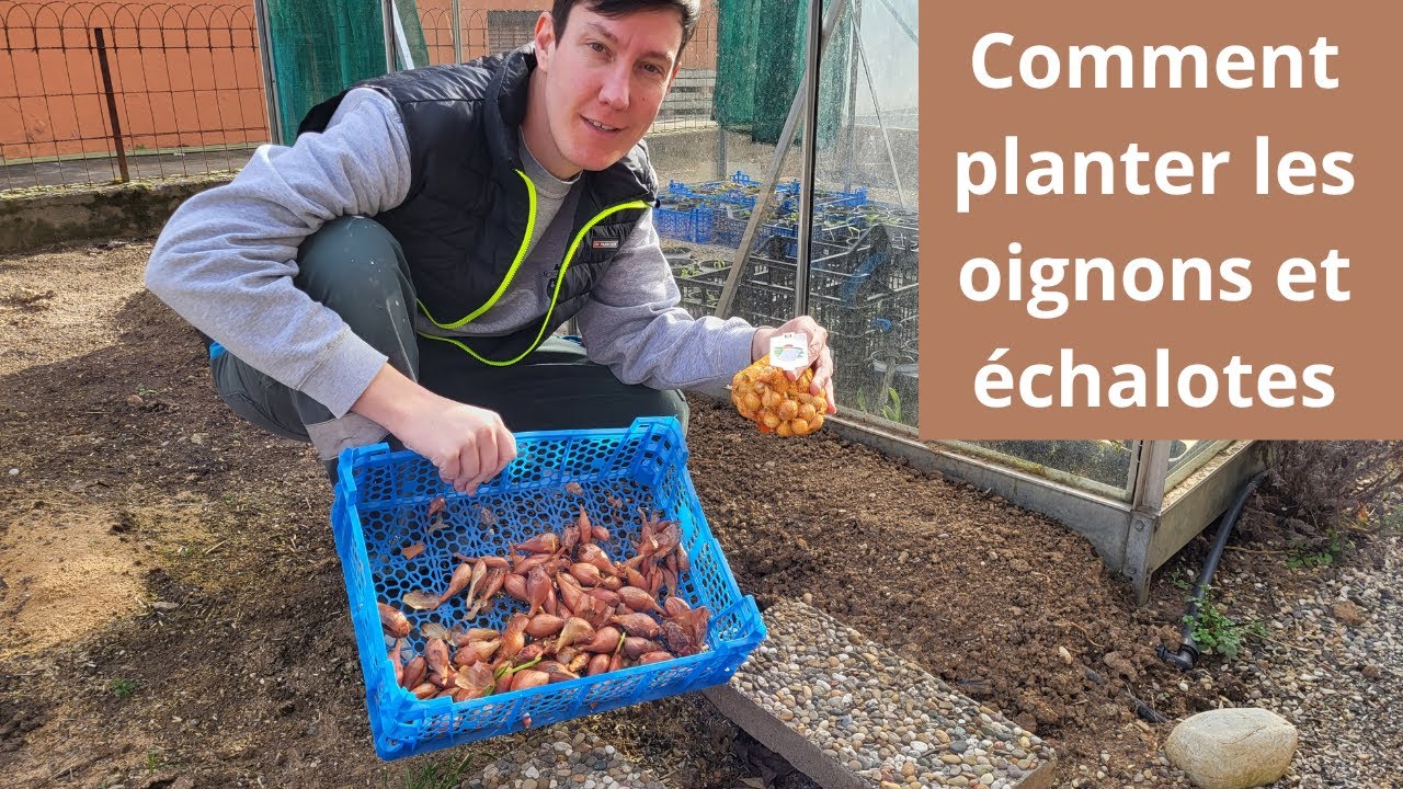Comment planter les oignons et échalotes 🧅🧄