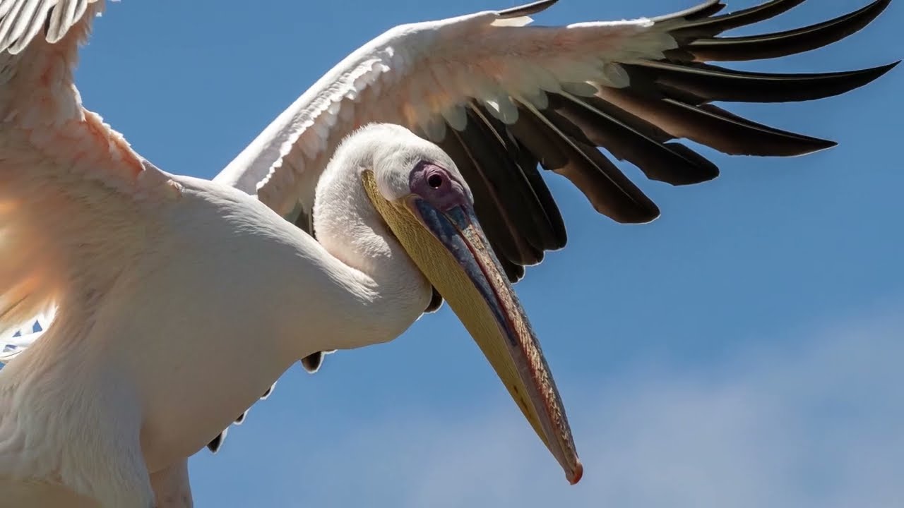 Birdwatching in Namibia.  Walvis Bay and surrounds