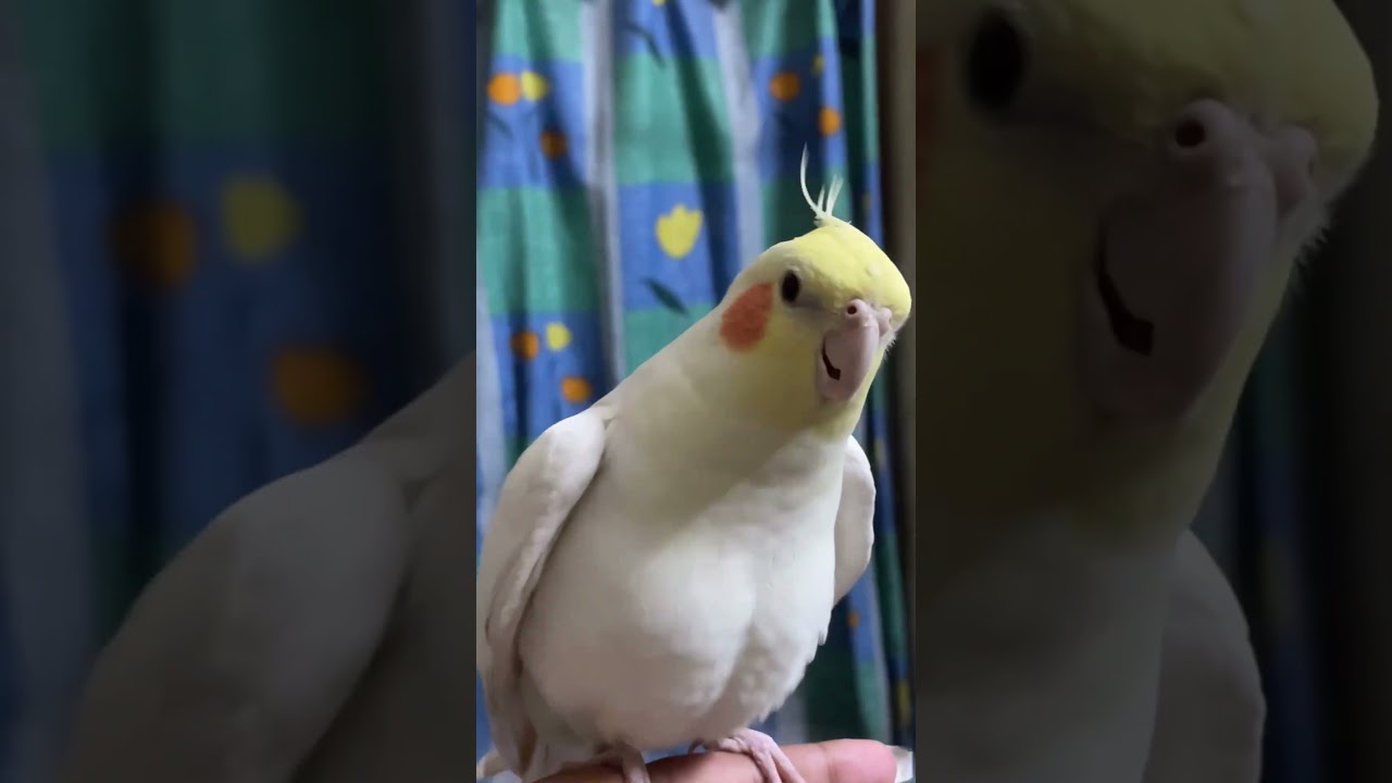 cockatiel sound