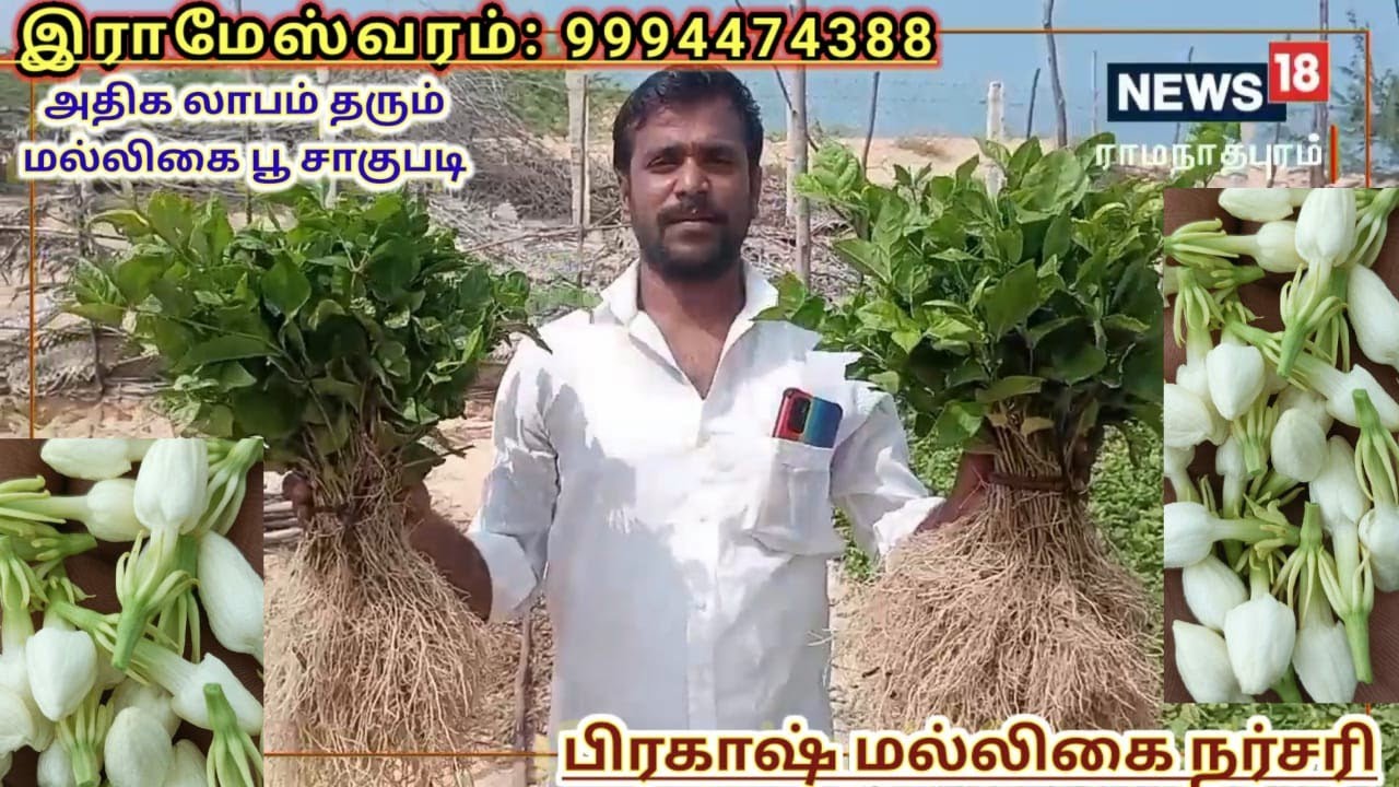 malligai  naatru sales/இராமேஸ்வரம்/மல்லிகை நாற்றுகள் விற்பனைக்கு/Rameshwaram/ Jasmine plant sales