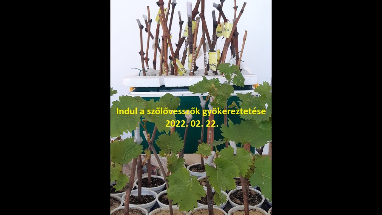 Indul a szőlővesszők gyökereztetése, 2022.02.22.