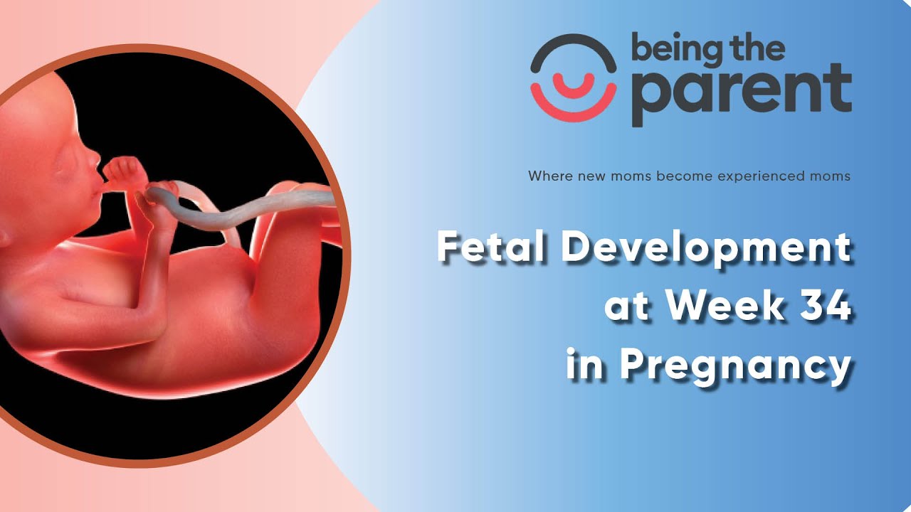 Fetal Development at Week 34 in Pregnancy