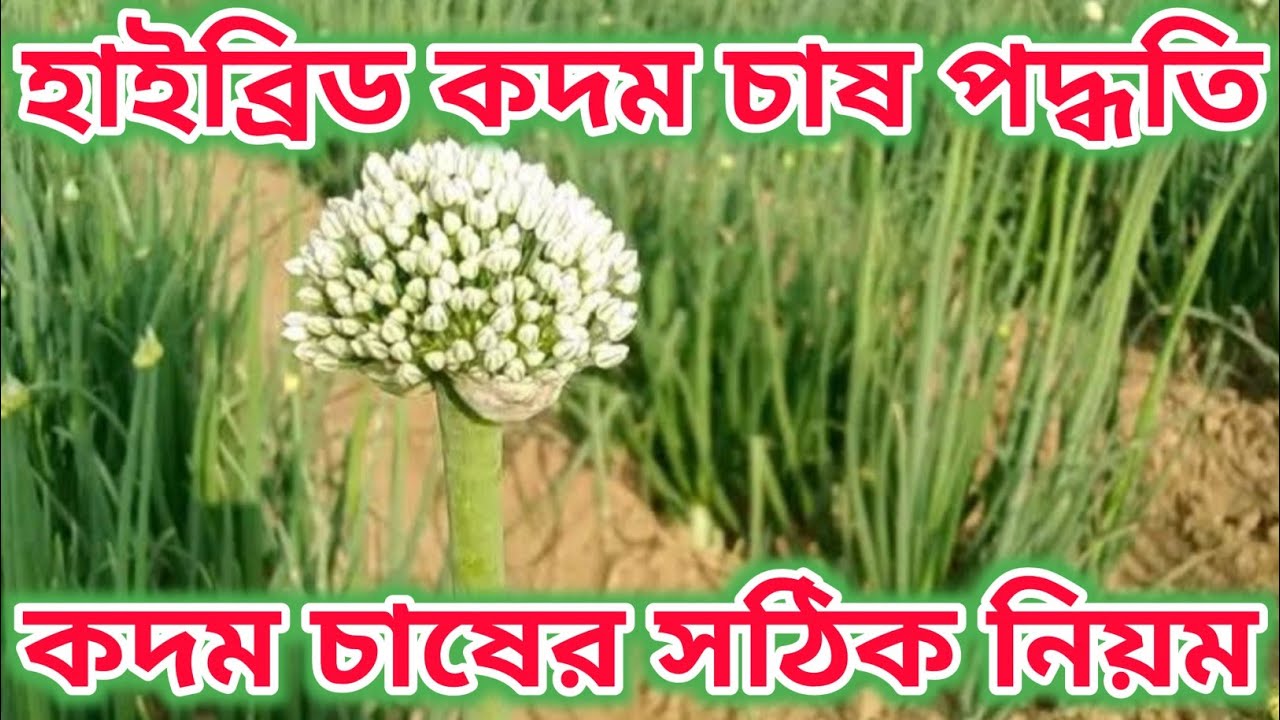 পেঁয়াজের বিচি চাষ ২০২৬ | কদম চাষ কিভাবে করবেন | কিভাবে পেঁয়াজ বীজ উৎপাদন করবেন | #skm_bangladesh 