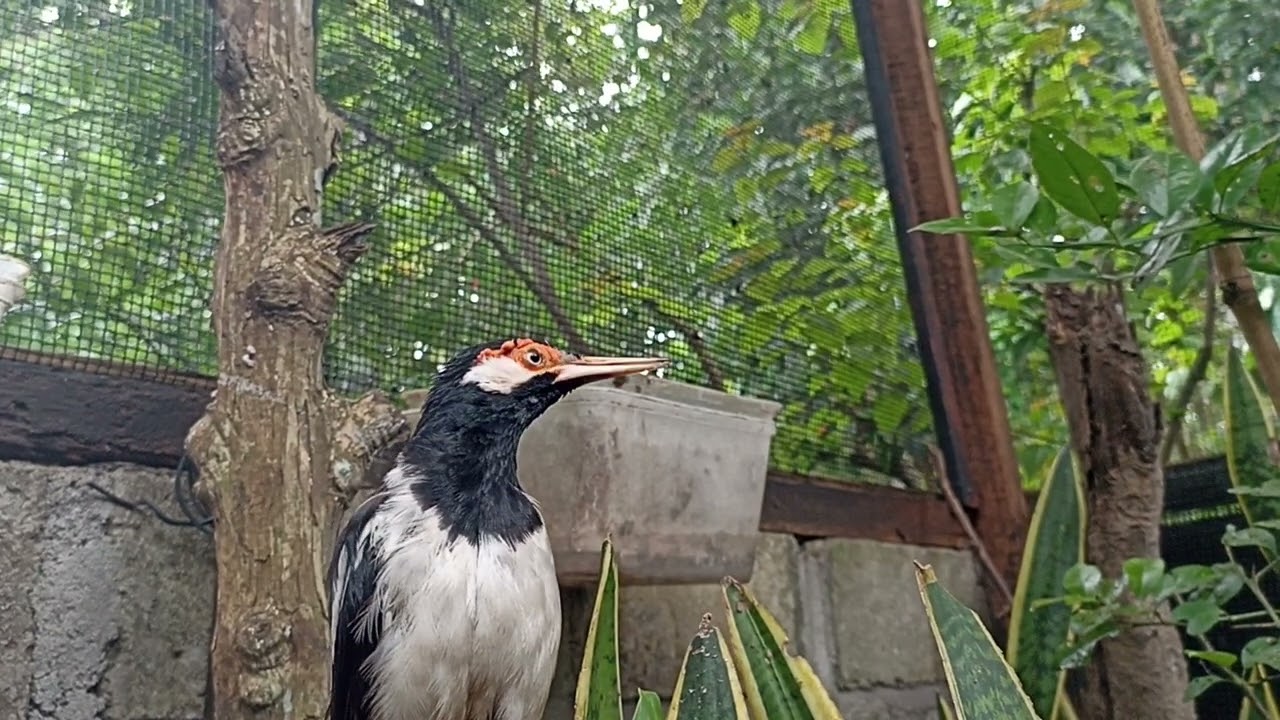 JALAK SUREN DI AVIARY 