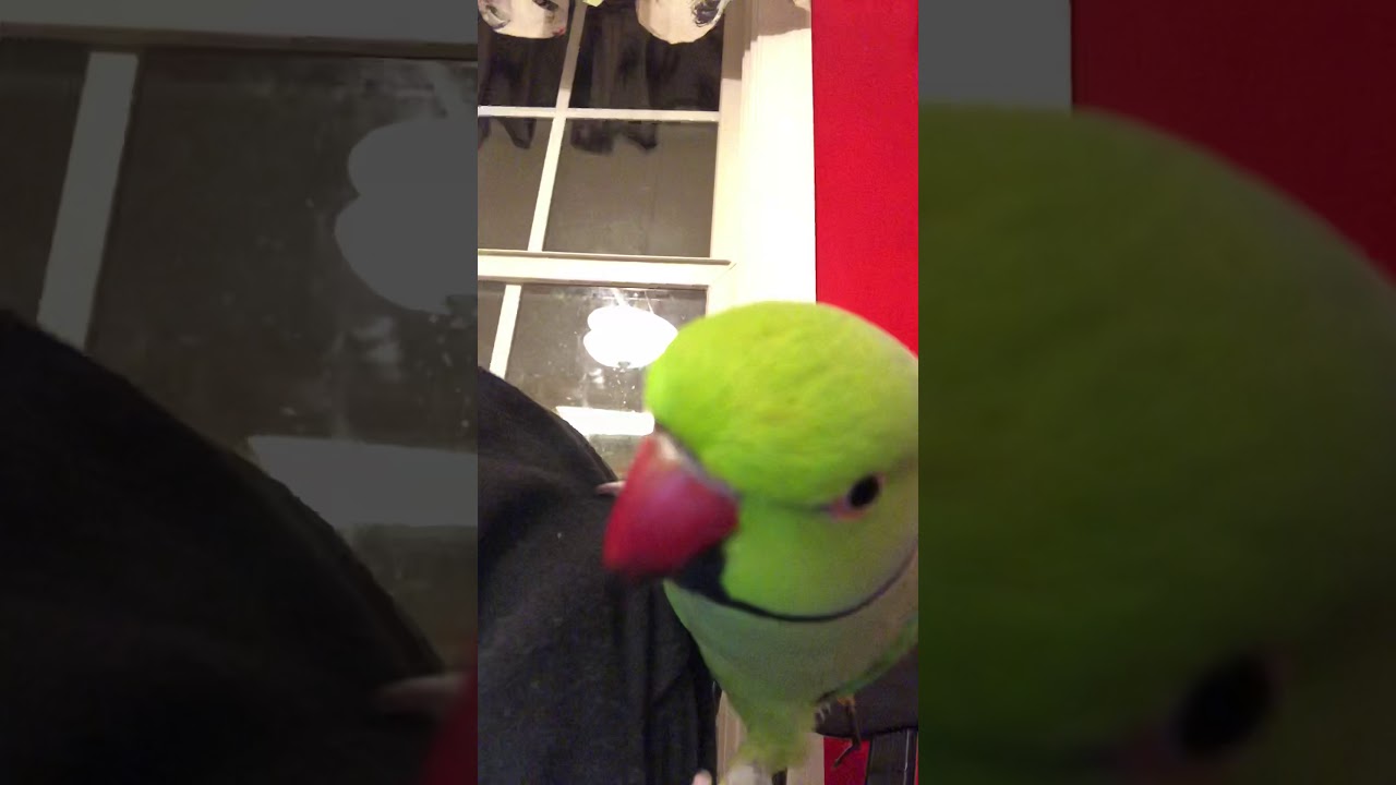 Cooper the talking ringneck being silly and saying ewe that’s gross