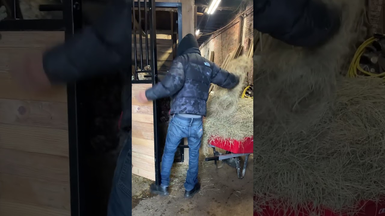 Feeding Up at Fletcher Street Stables #shorts