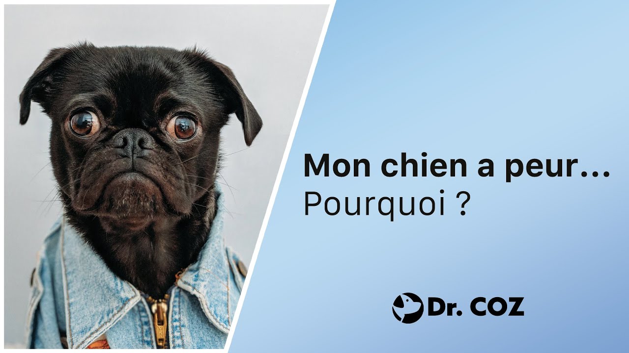 Mon chien a peur... Pourquoi ? | Dr. COZ