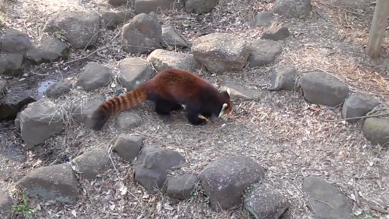 Ichikawa's Red [Lesser] Panda [Ichikawa City Zoo and Botanical Garden in Chiba, Japan]