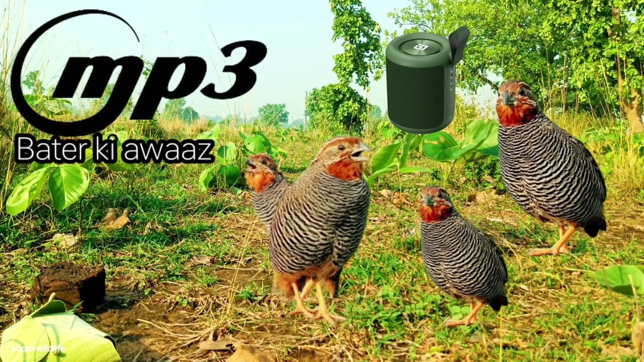 amazing batair ki awaz Bater ki shikar high speed aane wali Awaaz rock bush quail sound hunting