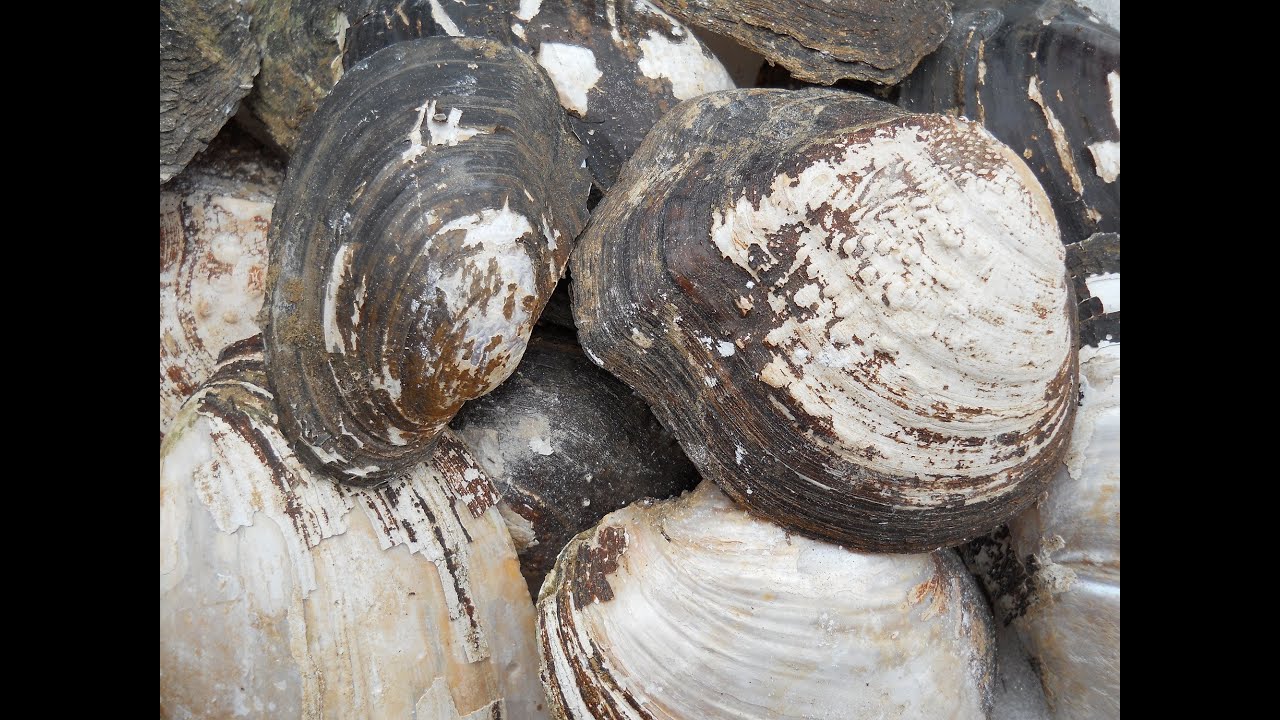 Making Shell Temper for Primitive Pottery