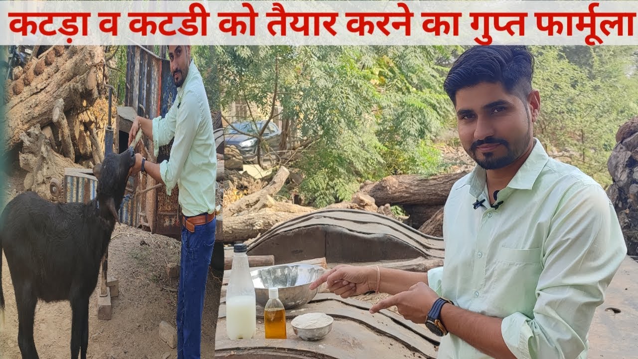 कटडा हो या कटडी 12 महीने में तैयार गुप्त फार्मूला Secret formula to prepare Katda,Katdi in 12 months