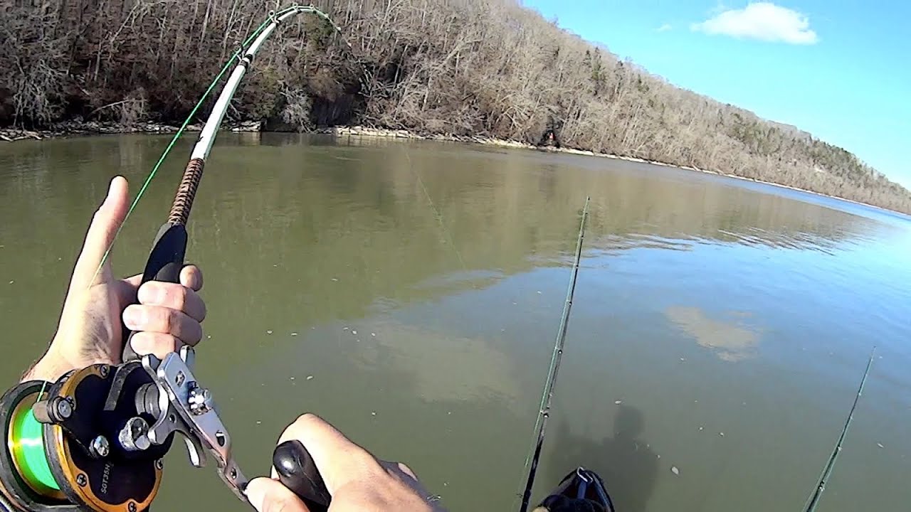 Winter Fishing With Live and Cut Shad