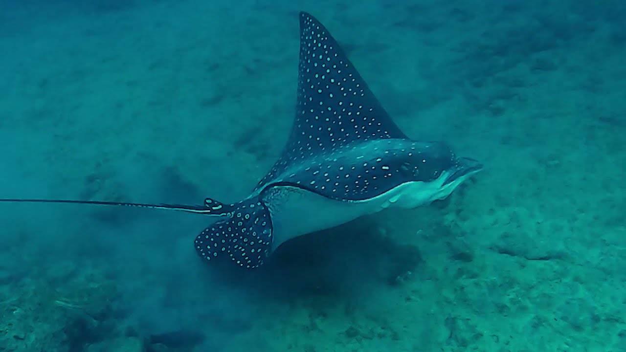 Best Snorkeling in Kauai - Turtles & Rays