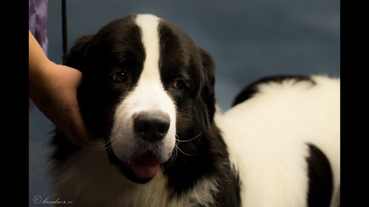 2018-11-16 Dortmund Bundessieger DLC Landseer ECT Males