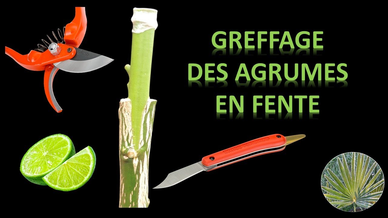La greffe en fente pour les agrumes