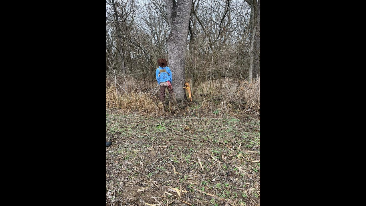 Training a Squirrel Dog *First Tree Bark*
