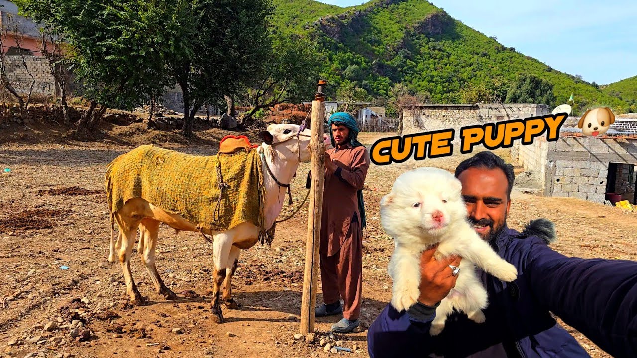 Cute Puppy 🐶 Kon Le Aya Village Life Daily Routine MB Vlogs 