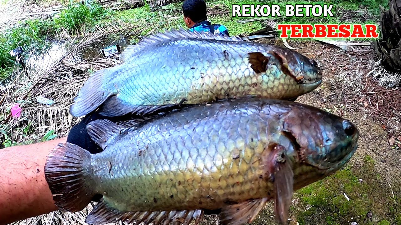 REKOR MANCING IKAN BETOK TERBESAR!!! di rawa kalimantan