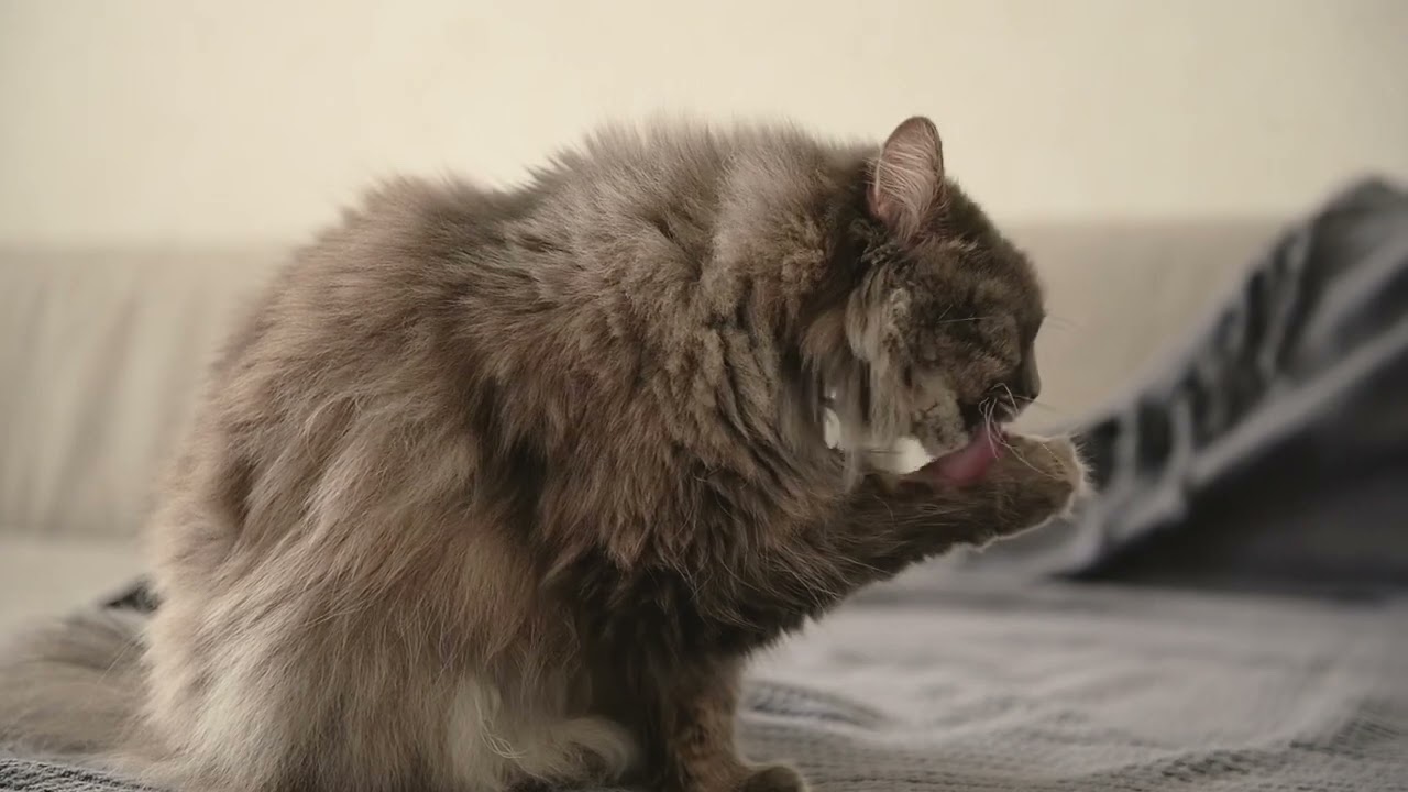 Adorable Fluffy Cat: Free 4K Stock Footage - Relaxation, Pets, Home Life