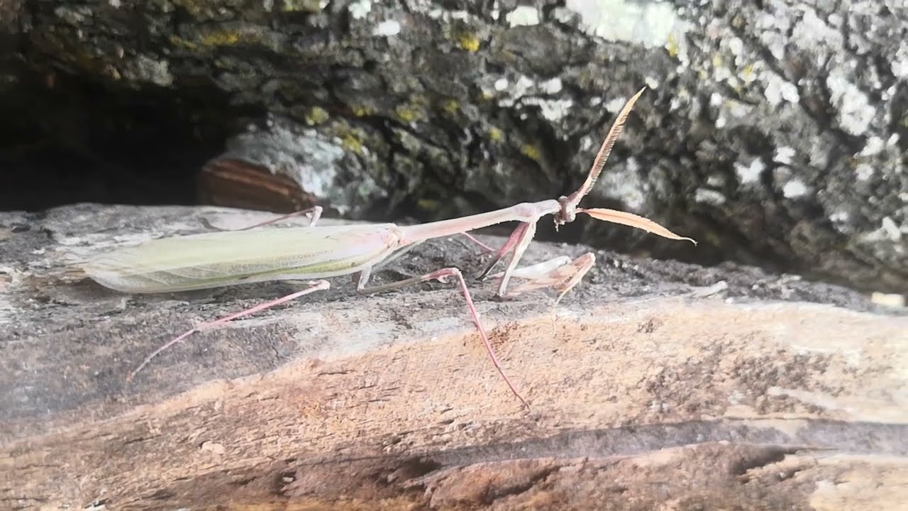 Mantide diavoletto 