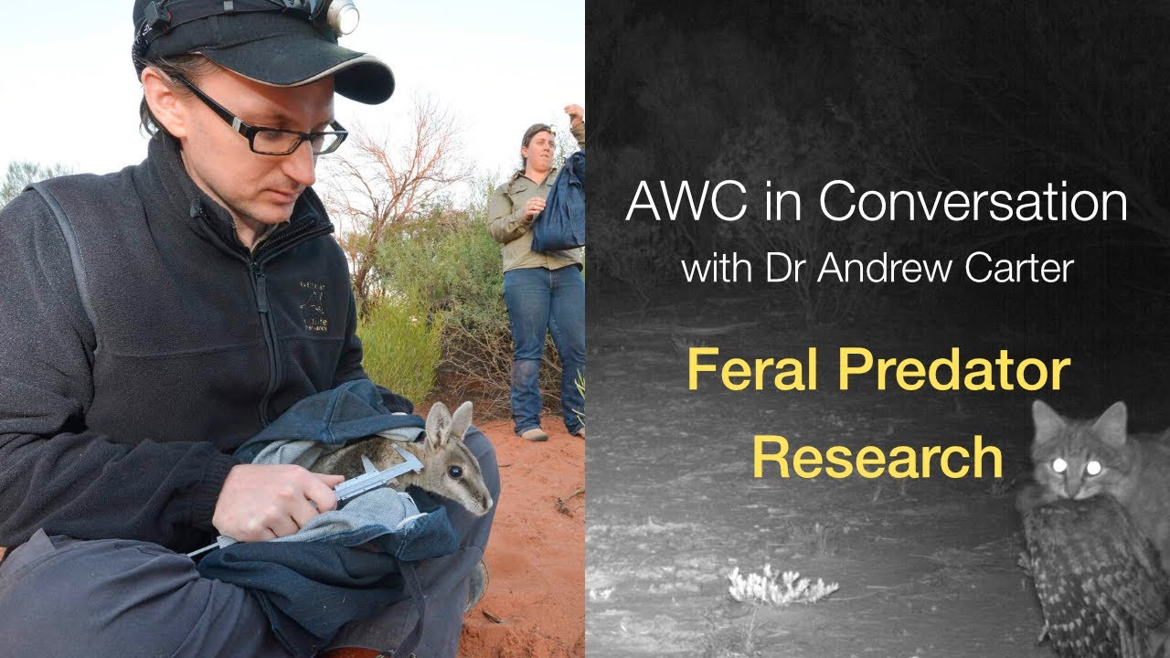 AWC in Conversation with Dr Andrew Carter: Feral predator ecology (S1E8)